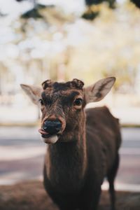 Portrait of deer