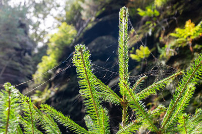 Close-up of green leaves on plant in forest