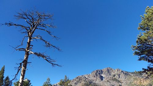 Low angle view of tree against clear blue sky