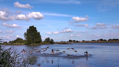 Birds in lake against sky