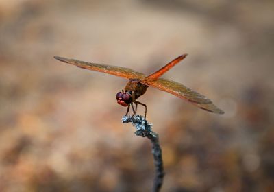 Close-up of dragonfly on plant