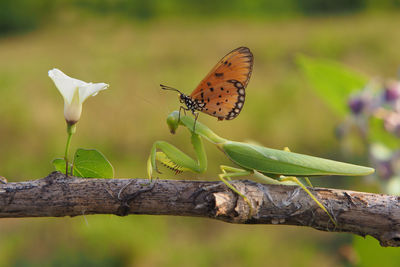 Close-up of butterfly pollinating on flower