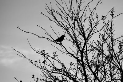 Low angle view of bird flying against sky