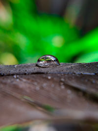 Close-up of frog on wood