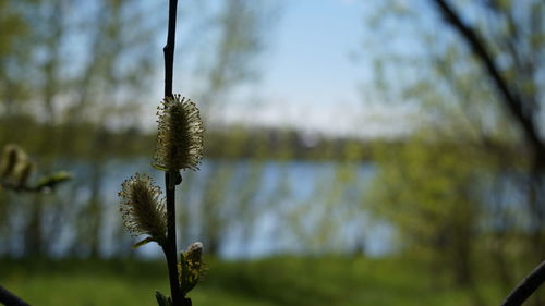Close-up of flowering plant against lake