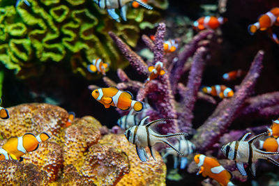 Nemo clown fish in the anemone on the colorful healthy coral reef