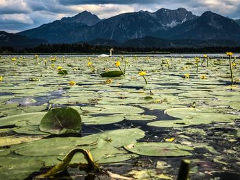 View of lotus water lily in lake