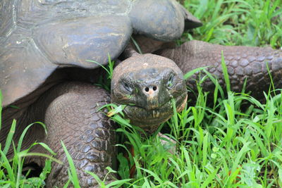Close-up of turtle in grass