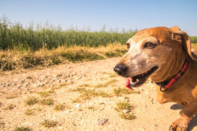 Close-up of dog looking away on field