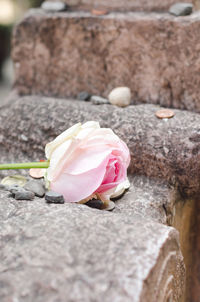 Close-up of pink rose