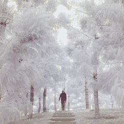 Infrared image of man walking amidst trees in park