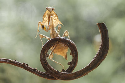 Deroplatys lobata with beautifull pose