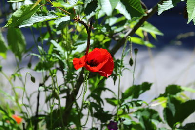 Close-up of red rose flower