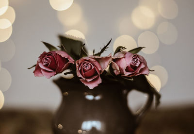 Close-up of rose roses