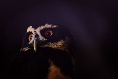 Close-up of a bird against blurred background