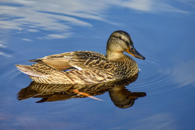 Duck swimming in lake