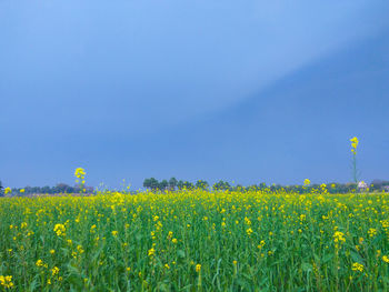 Scenic view of oilseed rape field against sky