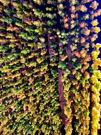 Full frame shot of multi colored leaves