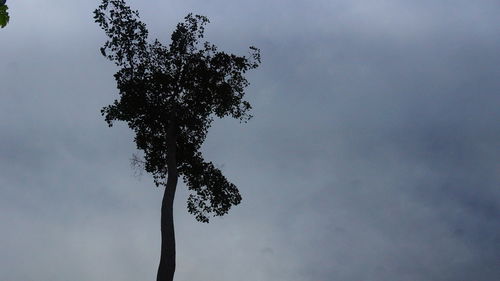 Low angle view of tree