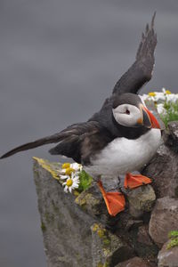 Close-up of bird perching on a flower