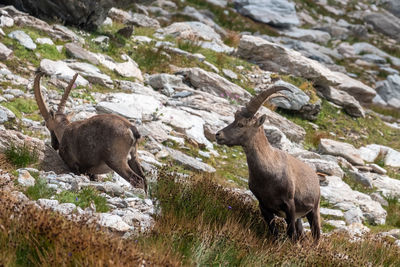 Deer on rock