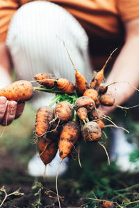 Woman harvesting carrots from backyard garden