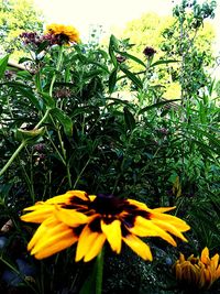 Close-up of fresh yellow flowers blooming in field