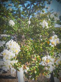 Close-up of white flowers