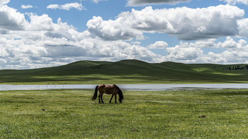 grassland