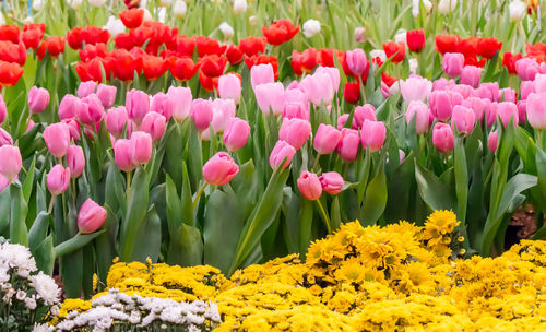 Close-up of pink tulips