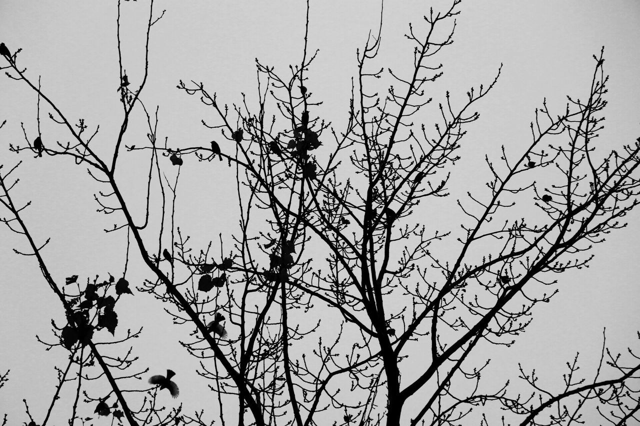 low angle view, branch, silhouette, clear sky, power line, tree, bare tree, sky, nature, growth, cable, twig, outdoors, electricity pylon, no people, tranquility, day, beauty in nature, bird, power supply