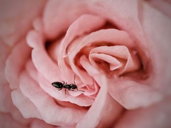 Close-up of insect on pink rose