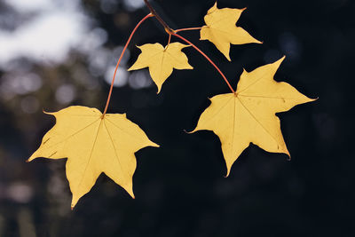 Close-up of maple leaves