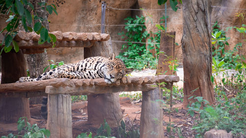Cat relaxing in a zoo