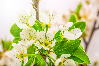 Close-up of fresh white flowers