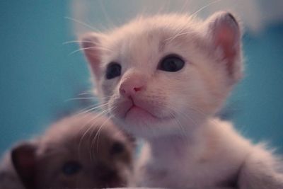 Close-up portrait of cat