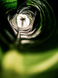 Close up of leaf