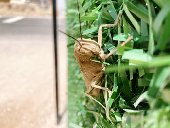 Plant grasshopper close up