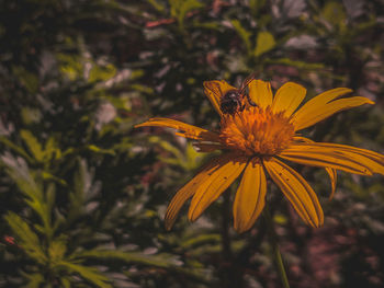 Close-up of butterfly pollinating on yellow flower