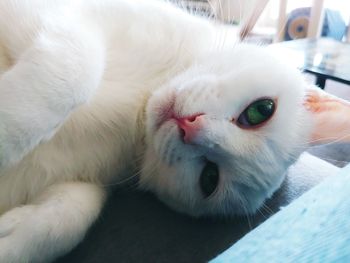 Close-up of a cat lying down