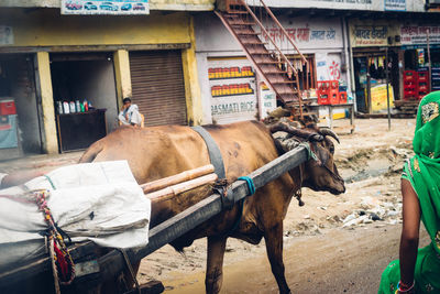 Ox cart on road in city