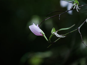 Close-up of flower blooming outdoors