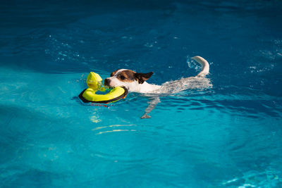 Dog swimming with toy duck in mouth on a sunny day in a backyard swimming pool