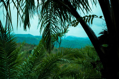 Palm trees against sky