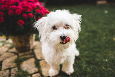 Portrait of white dog