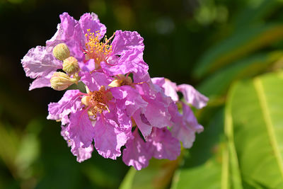 Close-up of purple flowering plant