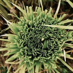 Close-up of plants