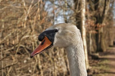 Close-up of a bird on land