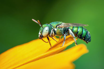 Close-up of insect on yellow flower