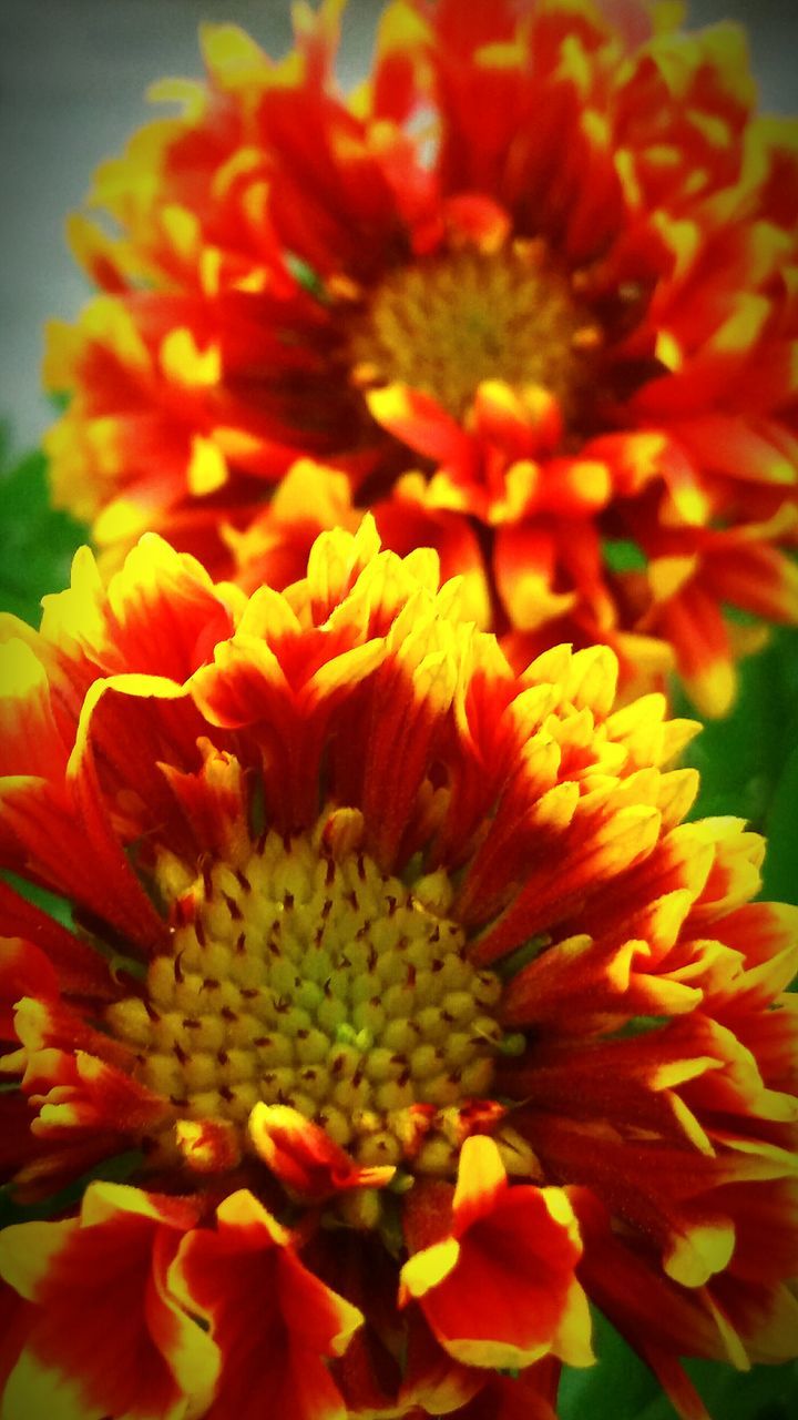 flower, petal, freshness, flower head, fragility, beauty in nature, close-up, growth, blooming, pollen, nature, orange color, focus on foreground, in bloom, dahlia, plant, yellow, red, no people, blossom